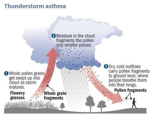 thunderstorm asthma queensland